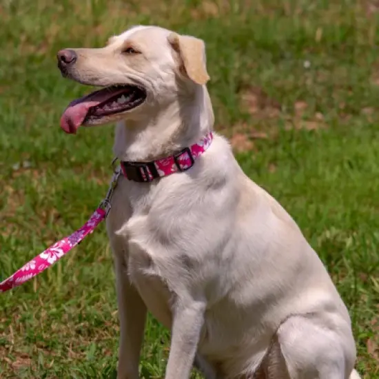 Country Brook Petz Pink Hawaiian Deluxe Dog Collar and Leash image {1}