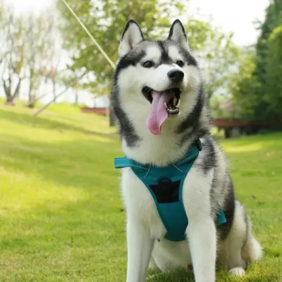 Voyager Dual-Attachment No-Pull Dog Harness for Active and Outdoor Dogs, Turquoise, XS image {5}