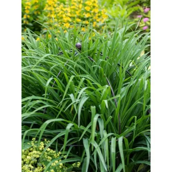 Gardeners Supply Company Jardin Bird Cage Plant Support | Large Sturdy Grow-Through Steel Flower Trellis and Garden Decor | Best to Support Peonies, image {2}