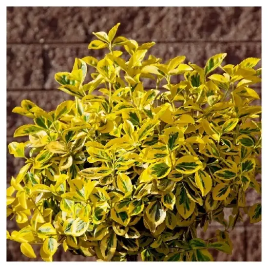 Euonymus 'Golden' 1pc in 2.5 Quart Container - National Plant Network - U.S.D.A. Hardiness Zones 6 - 9 image {3}