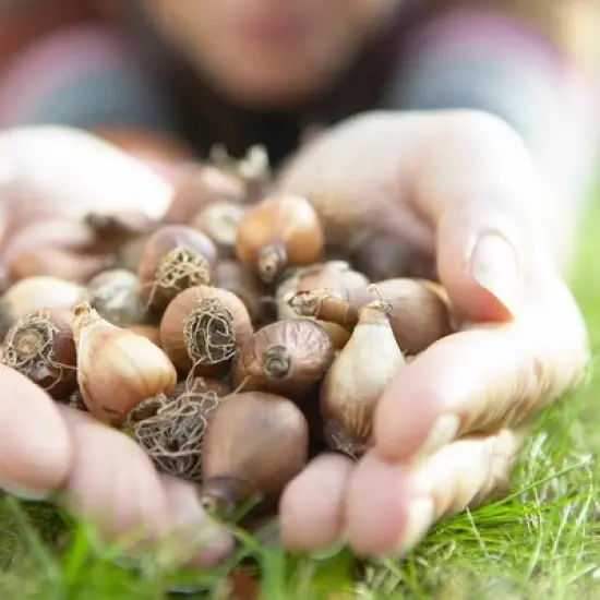 25ct Galanthus Snowdrops Bulbs - Van Zyverden image {2}
