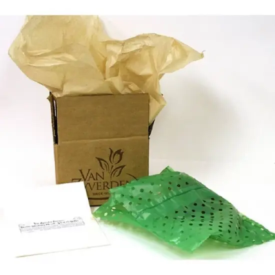 Van Zyverden Amaryllis Red African Merry Christmas Flower Bulb image {2}