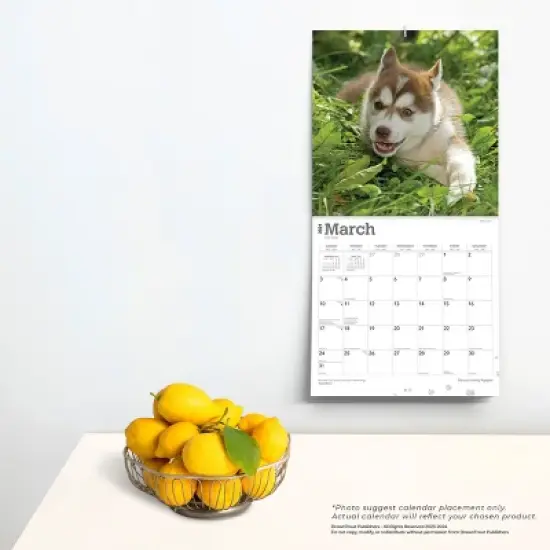Browntrout 2024 Wall Calendar 12"x12" Siberian Husky Puppies image {3}