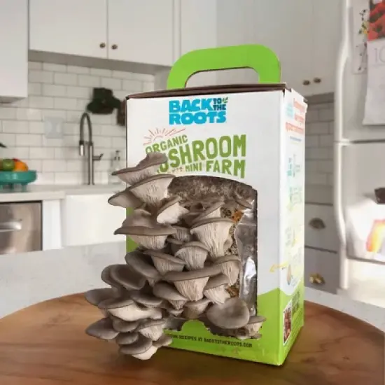 Back to the Roots Organic Mushroom Mini Grow Kit Pearl Oyster image {6}