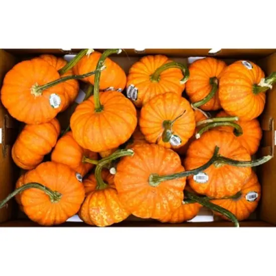 Ornamental Sparkler Pumpkin - each image {2}