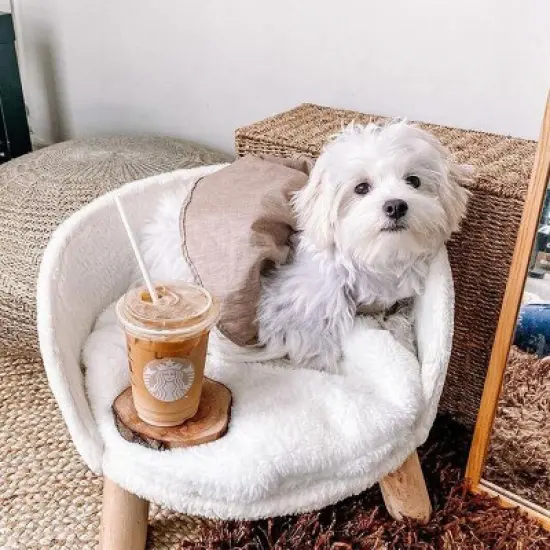 16-24" Elevated Pet Cat Sofa Chair Bed Round Small Dog Couch with Removable Waterproof Mat & Wooden Legs for Puppy Kitten Sleep image {1}