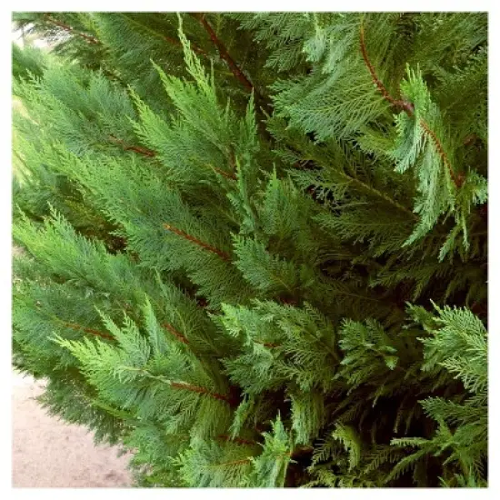 Cypress 'Leyland' 1pc - National Plant Network U.S.D.A Hardiness Zone 5-9 - 2.5 Quart image {2}