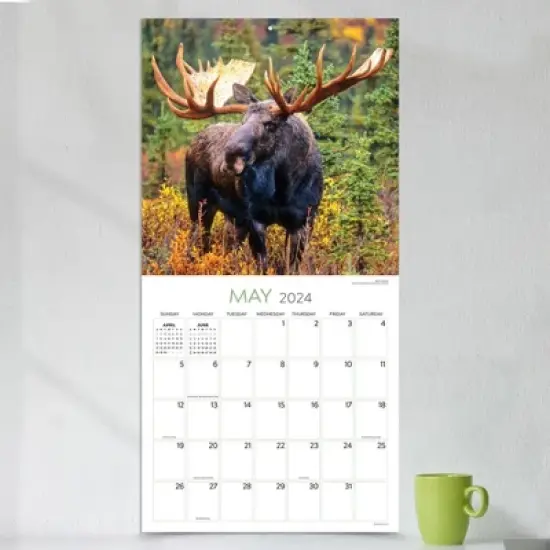 TF Publishing 2024 Wall Calendar 12"x12" Wild image {2}