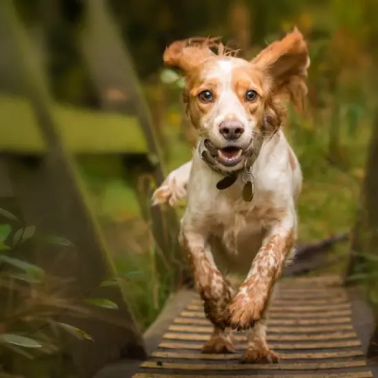 Blue Buffalo Wilderness High Protein Natural Small Breed Adult Dry Dog Food plus Wholesome Grains with Chicken - 4.5lbs image {5}