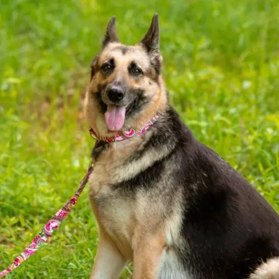 Country Brook Petz HossFit Jr Wide Premium Dog Collar - Paisley Collection (Pink Paisley, Medium) image {2}