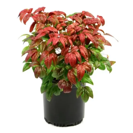 National Plant Network Outdoor Live Fire Power Nandina Plant - 1ct 1gal image {9}