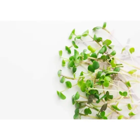 Organic Arugula Sprouting Seeds - by Food To Live image {7}
