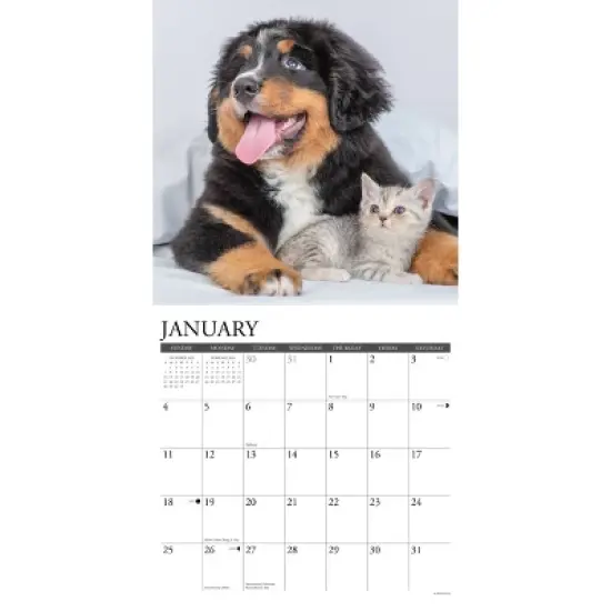 Willow Creek Press 2026 Kittens and Puppies Wall Calendar image {2}