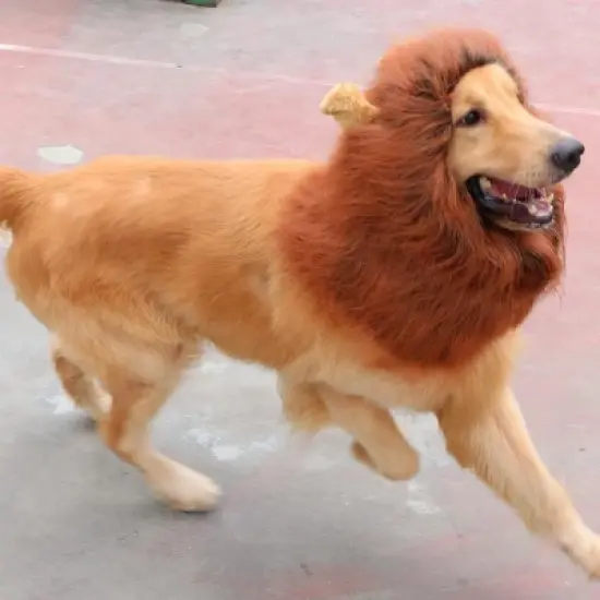 Lion Mane for Dog Costumes, Realistic Wig for Medium to Large Sized Dogs, Halloween Costumes image {5}