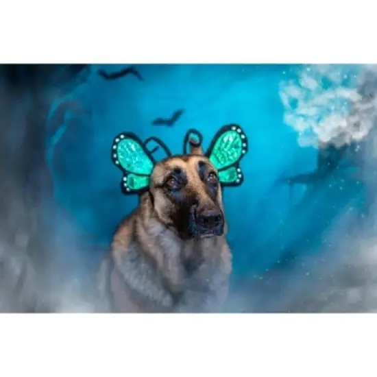 Midlee Blue Butterfly Headband Halloween Dog Costume image {4}