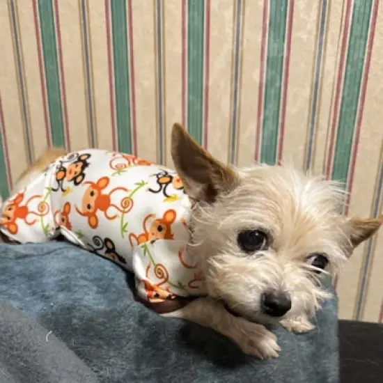 Paaaawaters Dog Jumpsuit Cute Cartoon Animal Print Velvet Puppy Warm Clothes image {5}