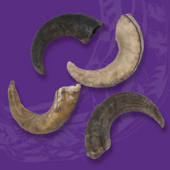 Icelandic+ Large Lamb Horn Dog Chew image {4}
