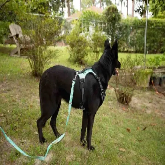 Doggy Tales Realtree 2X Sport Harness Sea Glass image {1}