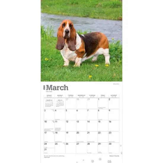 Browntrout 2024 Wall Calendar 12"x12" Basset Hounds image {2}