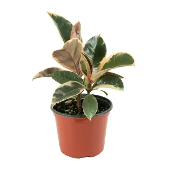 Ficus Robusta Ruby Rubber Tree Plant - National Plant Network image {3}