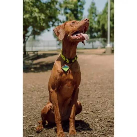 QALO TraQ Powered By Tile Dog and Cat Silicone Bluetooth Trackable Pet ID Tag - Green image {1}