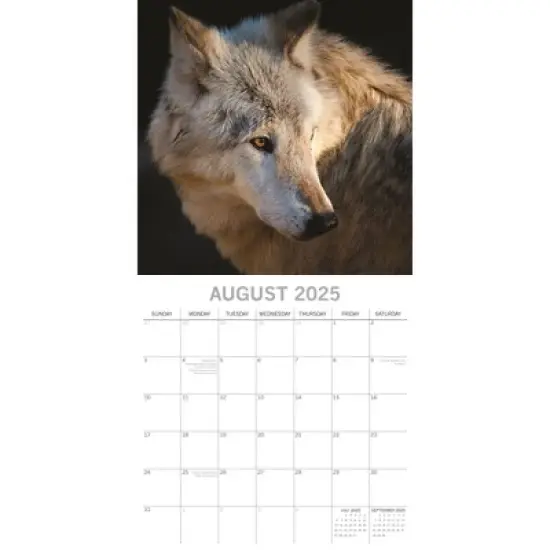 The Gifted Stationery 2025 Square Wall Calendar, Wolves, 16-Month Animals Theme with 180 Reminder Stickers (12 x 12 In) image {2}