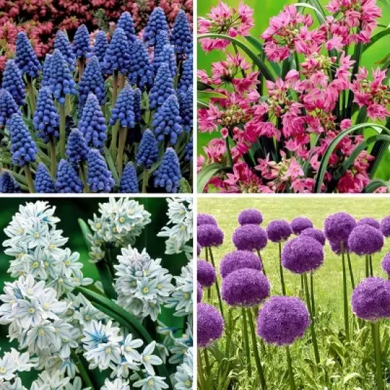 40pk Butterfly Garden Nature Friendly Collection Assorted Bulbs - National Plant Network image {1}