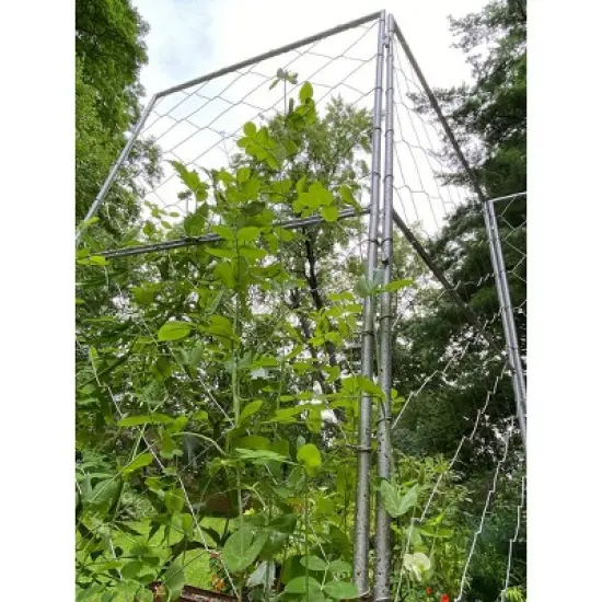 Gardener's Supply Company Chicken Wire Pea Trellis for Climbing Plants | Multi-Use Heavy Duty Outdoor Garden Peas, Tomato, Cucumber Plant Support | image {3}