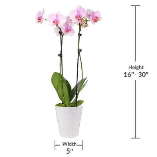 Live 5" Pink Orchid Houseplant in Ceramic Pot image {4}