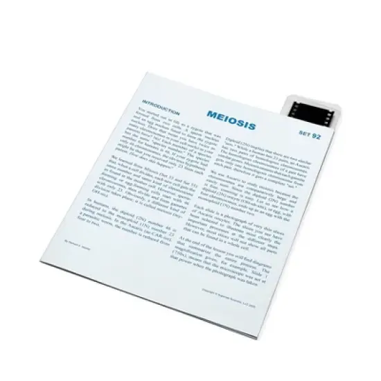 Supertek&reg; Microslide, Plant Meiosis, 35mm image {1}