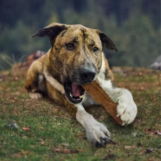 Cadet Peanut Butter Rawhide Curls (1 lb Pack) image {1}