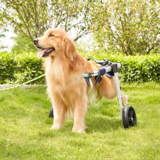 VEVOR 2 Wheels Dog Wheelchair for Back Legs, Pet Wheelchair Lightweight & Adjustable Assisting in Healing,  Dog Cart/Wheelchair (L) image {1}