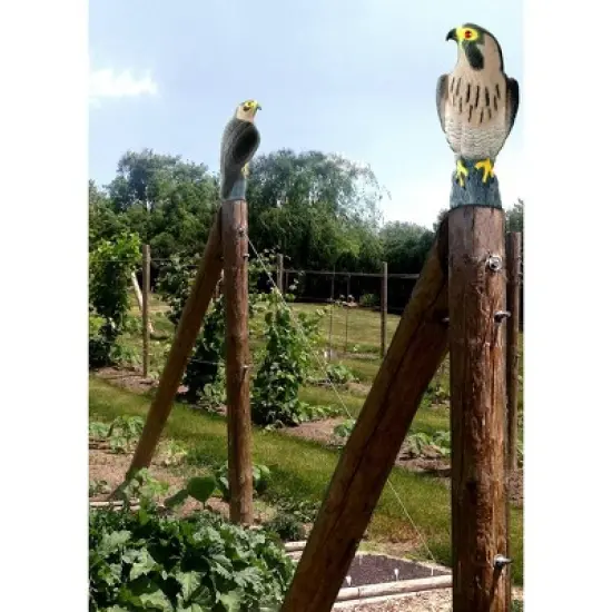 Bird-X Bird Decoy - Falcon image {1}