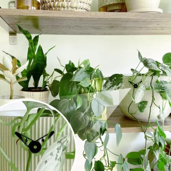 Unique Bargains Durable Plastic Adjustable Weather Resistant Plant Clips image {5}