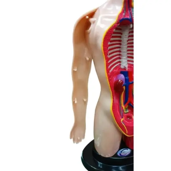 The Purple Cow The Human Body Advent Calendar: Educational Paper & Cardboard Winter Display image {7}