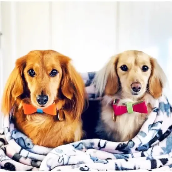 PoisePup &ndash; Luxury Pet Dog Bow Tie &ndash; Soft Premium Leather Bowtie for Small and Large Dogs - Vibrant Sunset image {2}