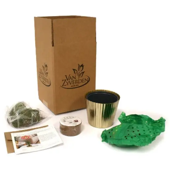 Amaryllis Pink Kit Minerva with Iron Brass Fluted Planter - Van Zyverden image {3}