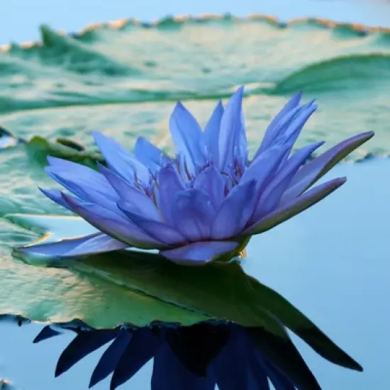 L'Erbolario Fiore Dell'Onda Perfumed Bar Soap - Beauty Bar Soap - 3.5 oz image {3}