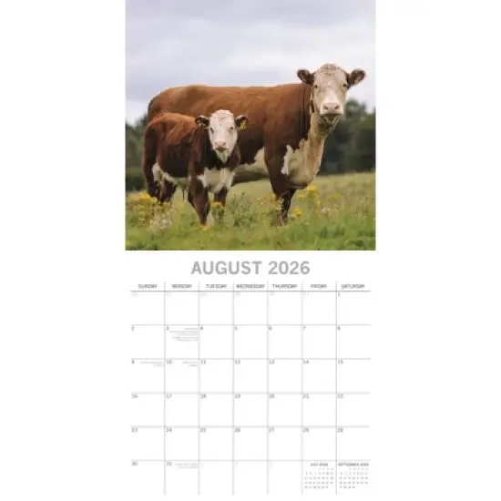2026 Square Wall Calendar, Cows, 16-Month Animals Theme with 180 Reminder Stickers (12x12 In) image {2}