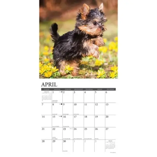 Willow Creek Press 2024 Wall Calendar 12"x12" Just Yorkie Puppies image {2}