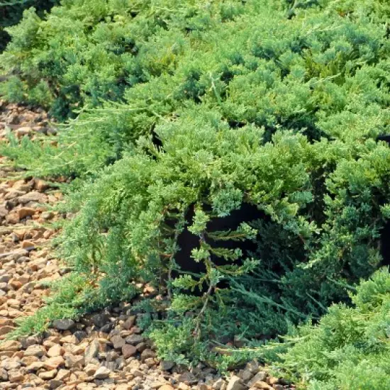 2.25gal Green Sargent Juniper Plant - National Plant Network image {3}