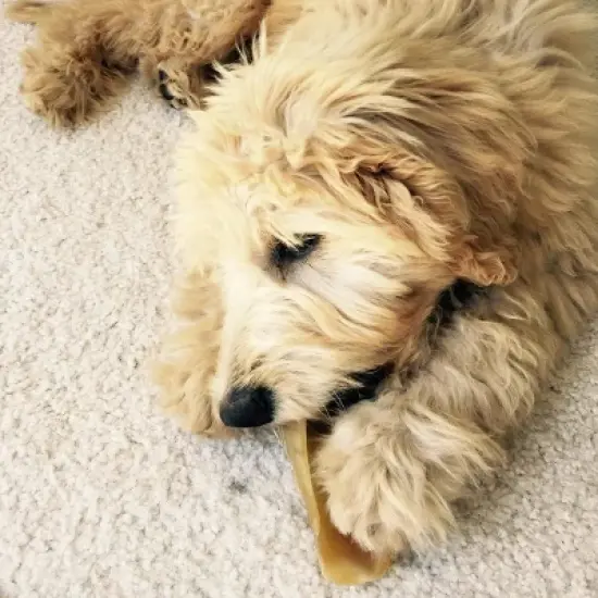 Pawstruck Natural Bulk Cow Hooves for Dogs - Made in the USA Bulk Dog Dental Treats & Dog Chews Beef Hoof, American Made image {5}