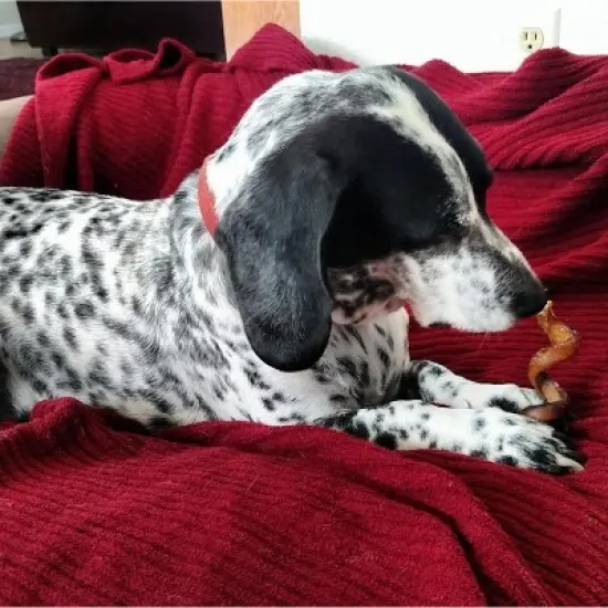 Pawstruck Natural Bully Stick Springs for Dogs - Healthy Grain-Free Single Ingredient Dental Treats Chews Made in USA image {7}