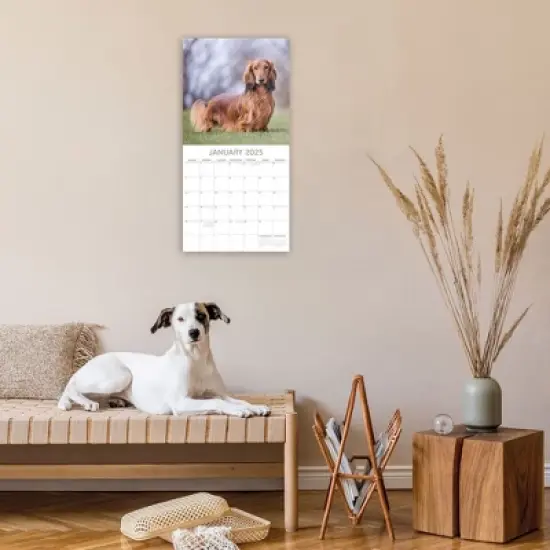 The Gifted Stationery 2025 Square Wall Calendar, Dachshund, 16-Month Paw Prints Theme with 180 Reminder Stickers (12 x 12 In) image {1}