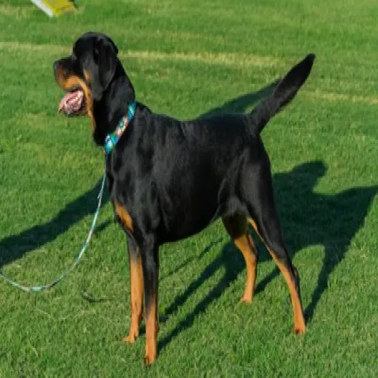 Country Brook Petz 1 1/2 Inch Tie Dye Flowers Martingale Dog Collar image {1}