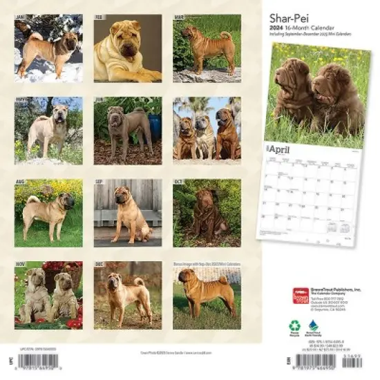 Browntrout 2024 Wall Calendar 12"x12" Shar Pei image {1}