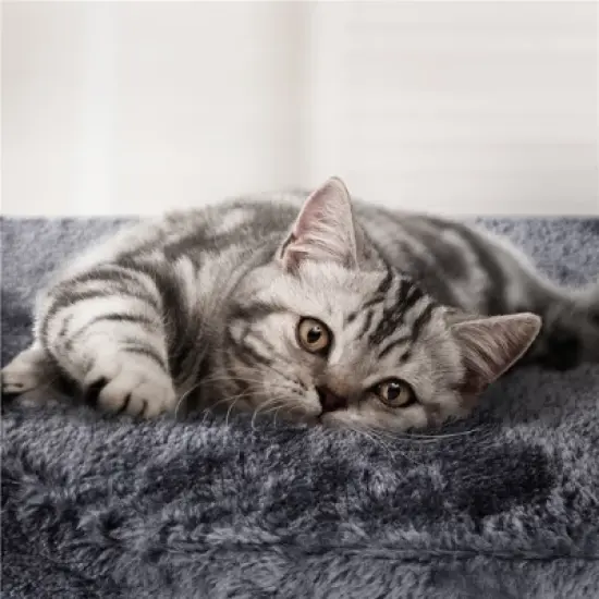 Yaheetech 42" Plush Cat Tree Condo for Small Medium Cats image {4}