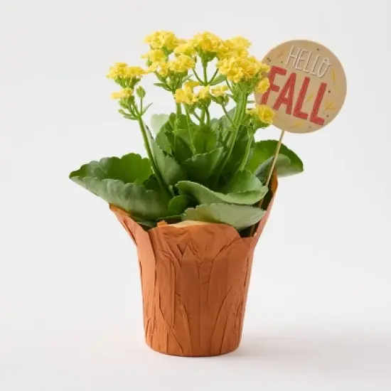 Live Pumpkin Spice Kalanchoe Plant - Good Little Garden&trade; image {9}