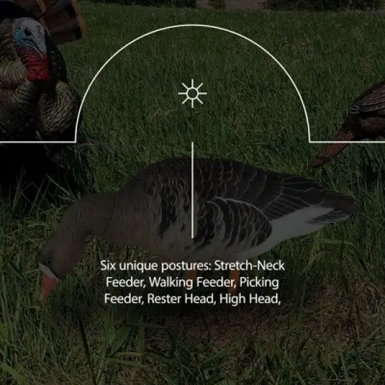 Avian X AXP Specklebelly Decoy Fusion Pack with Lasting Finish and custom Fitted Bag for Hunting Use, Outdoor Sports, and Recreation, 6 Pack image {4}