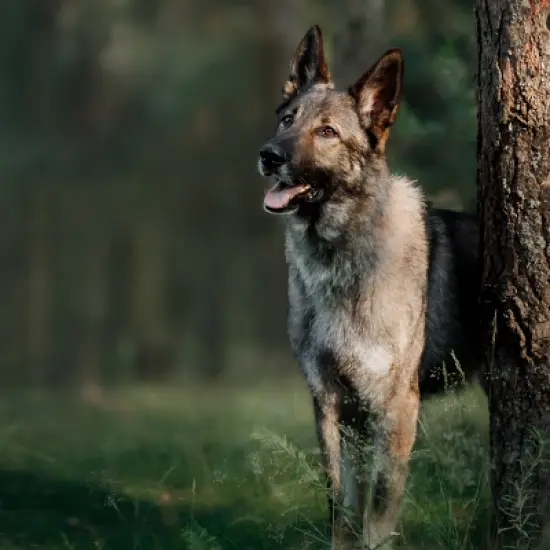 Blue Buffalo Wilderness Beef Flavored Large Breed Adult Dry Dog Food - 24lb image {5}